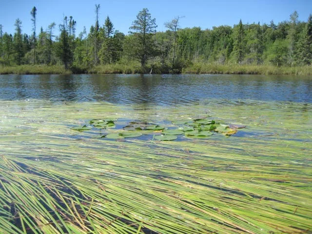 The Lagoon in Summer