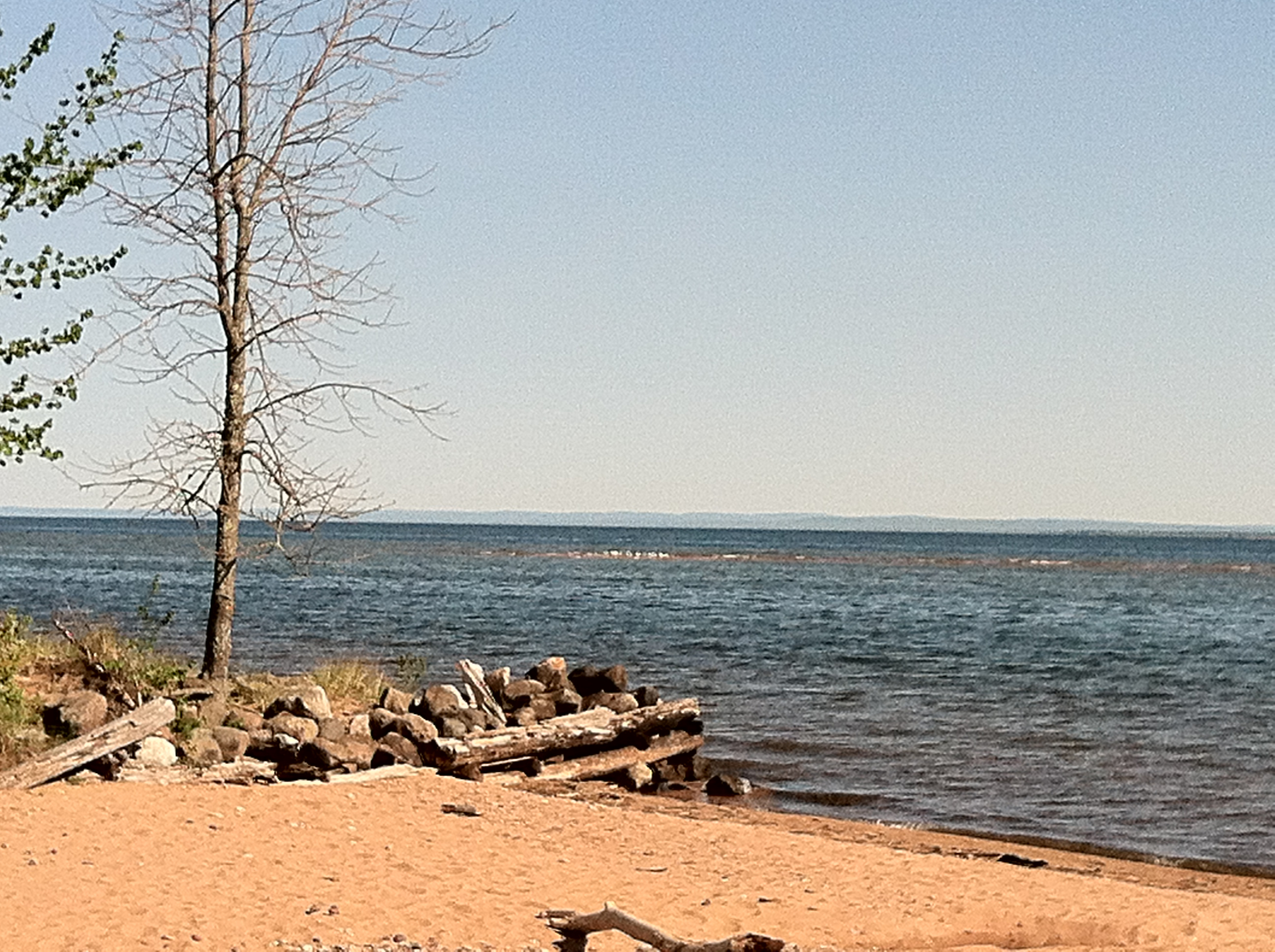 Grants Point Tree in Spring.jpg