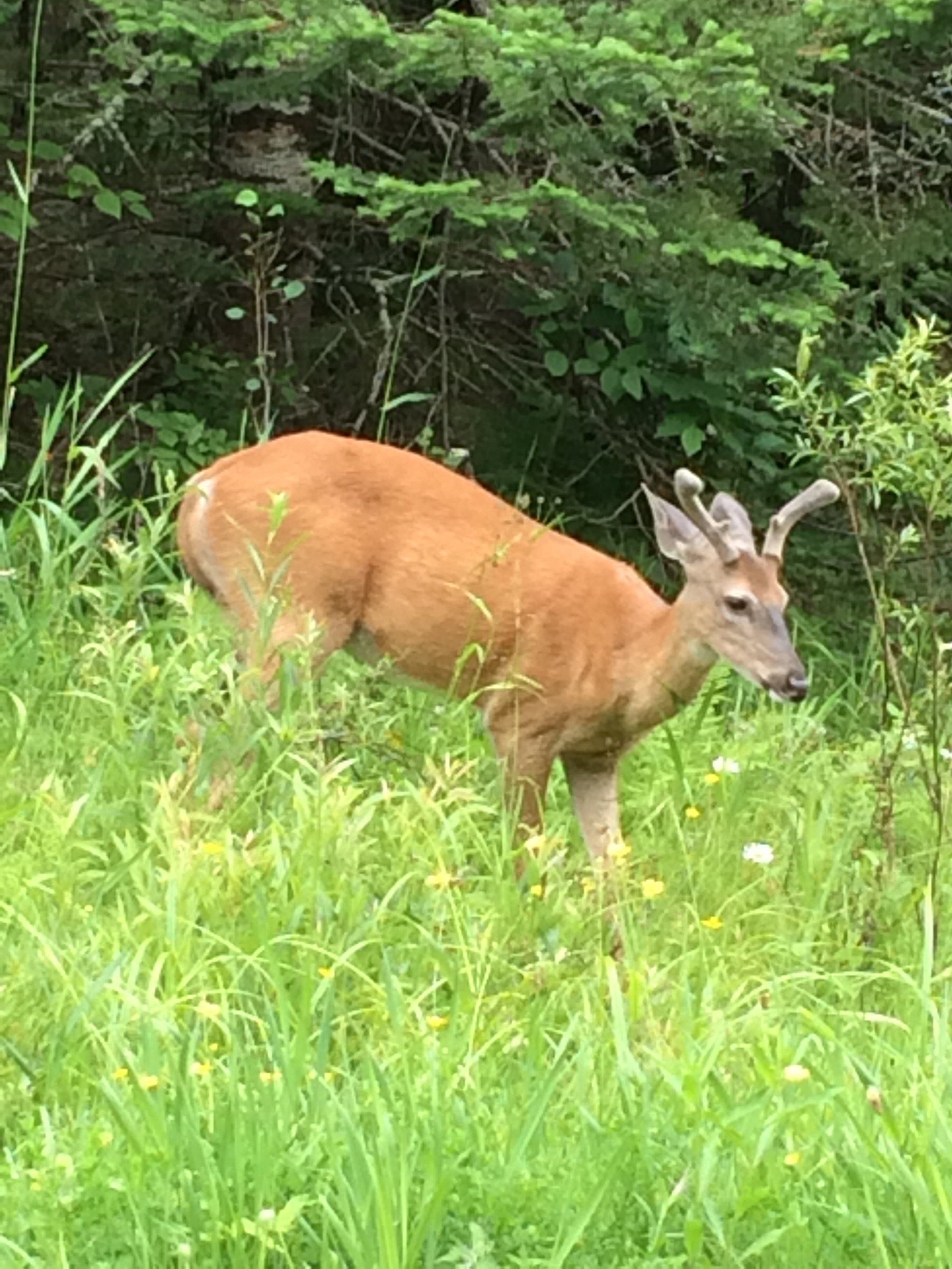 Island Inhabitant