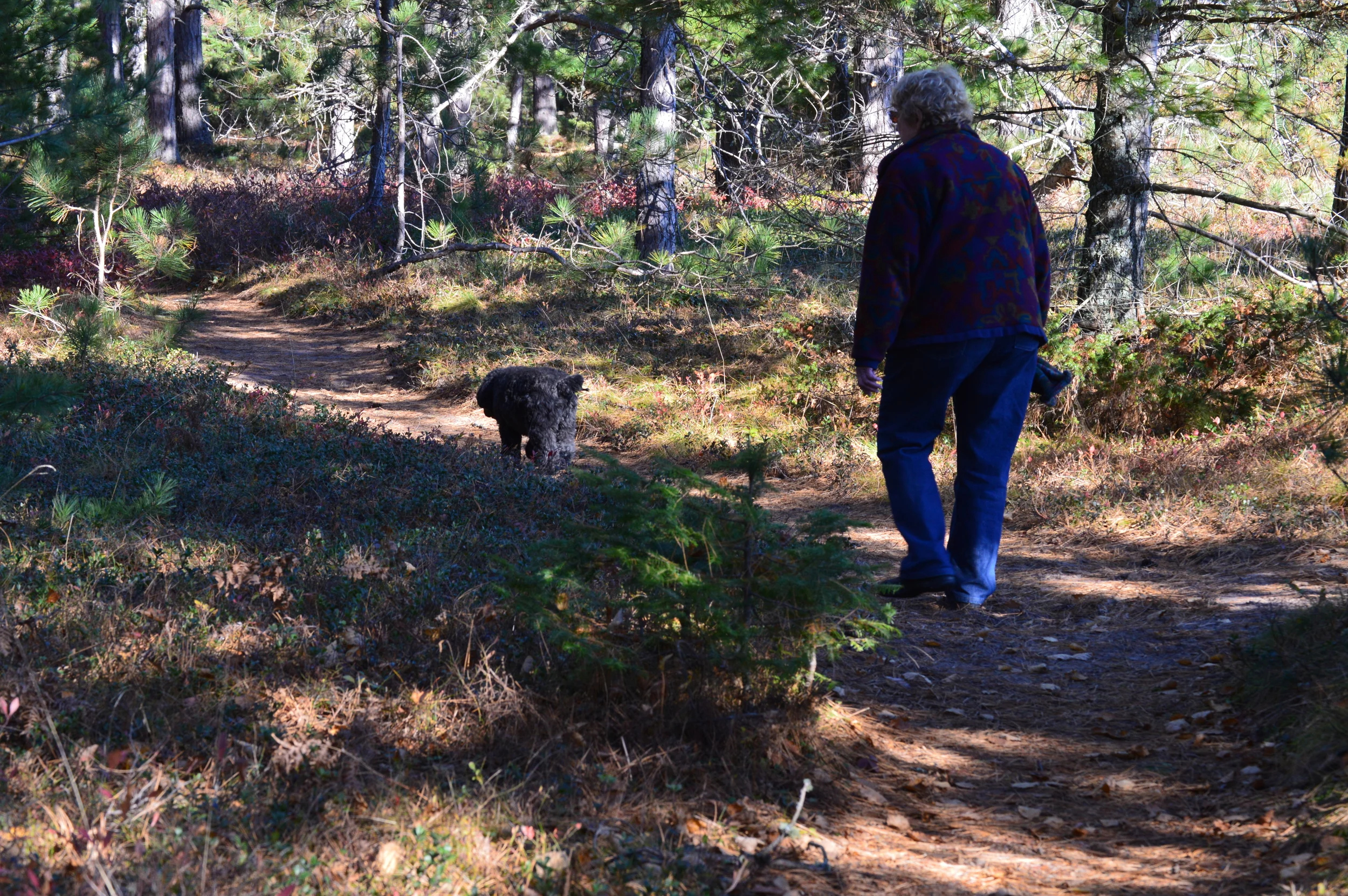 Walking the Trail Between State and Town Park Boardwalks
