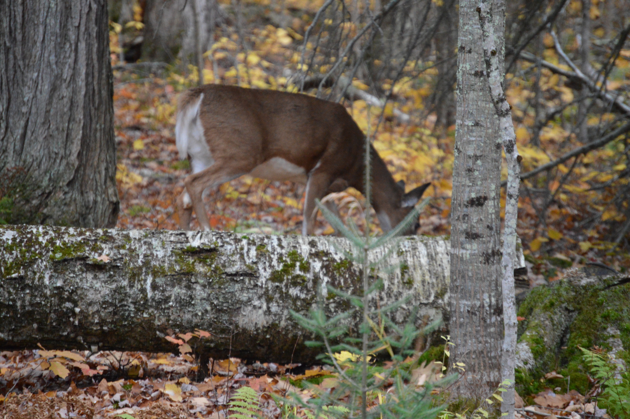 State Park Resident