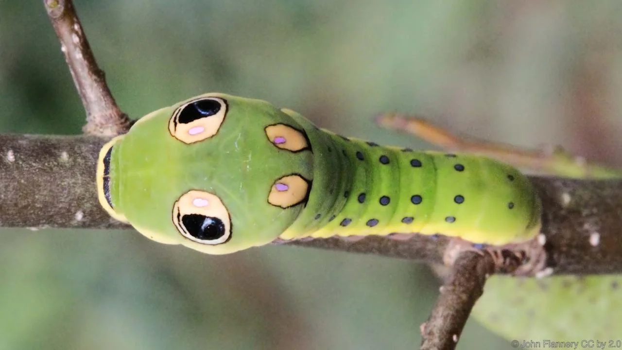 False Snake Eyes