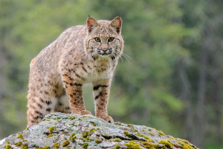 nj-bobcat-1.jpg