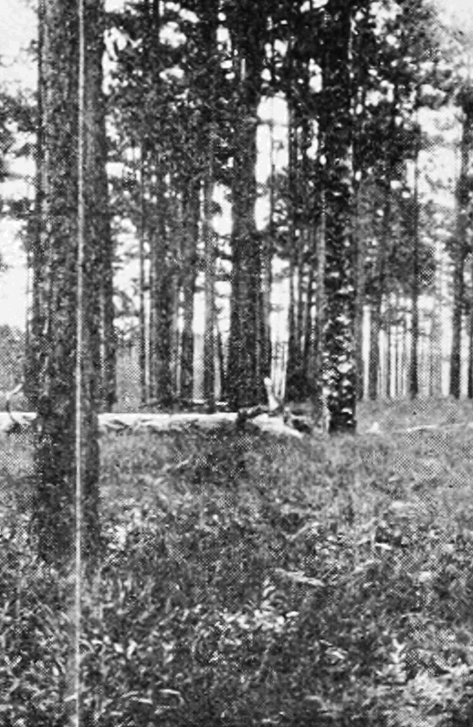 PSM_V85_D357_Virgin_forest_of_long_leaf_pine_in_georgia.png