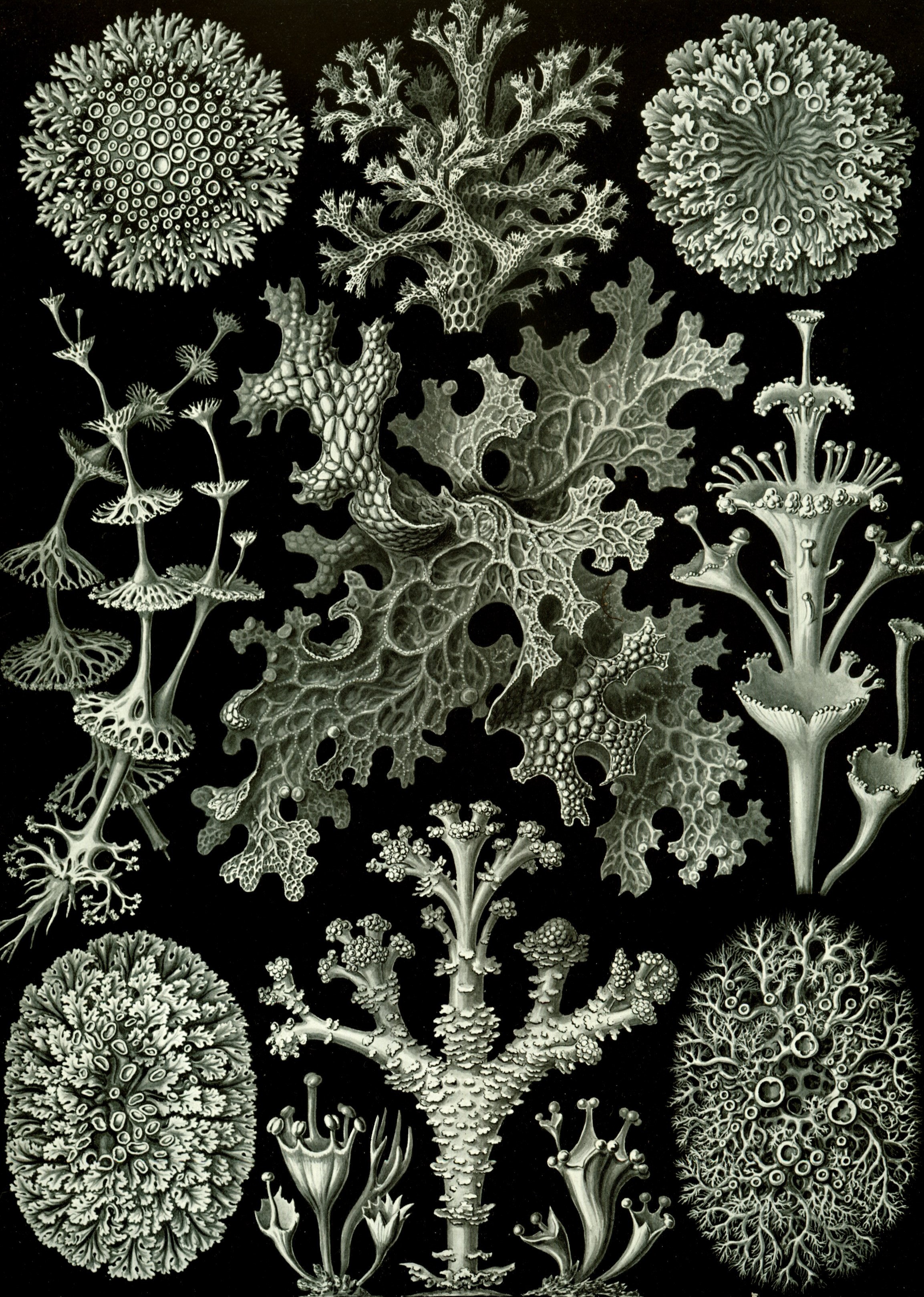 The 83rd plate from Ernst Haeckel 's ''Kunstformen der Natur'' (1904), depicting organisms classified as Lichenes. { PD-US }
