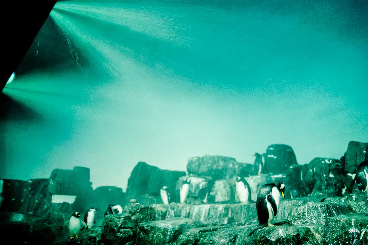 penguin.jpg