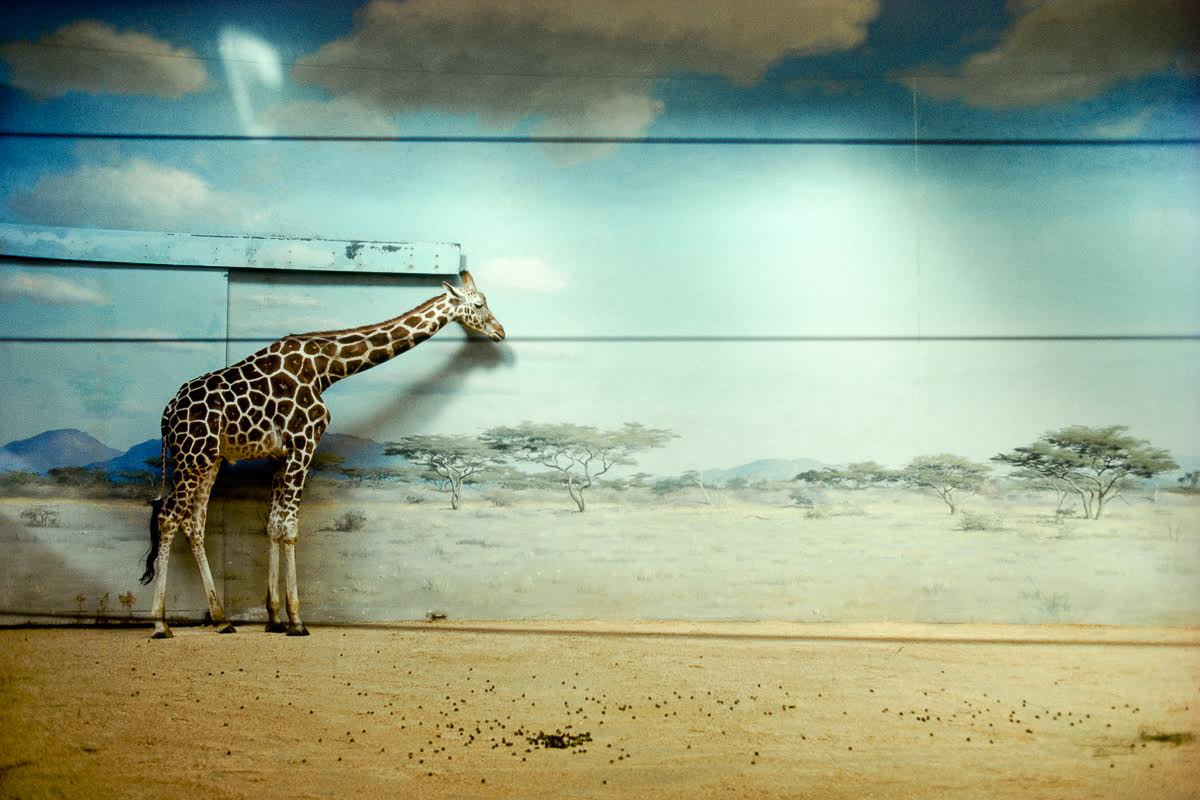 giraffe.jpg