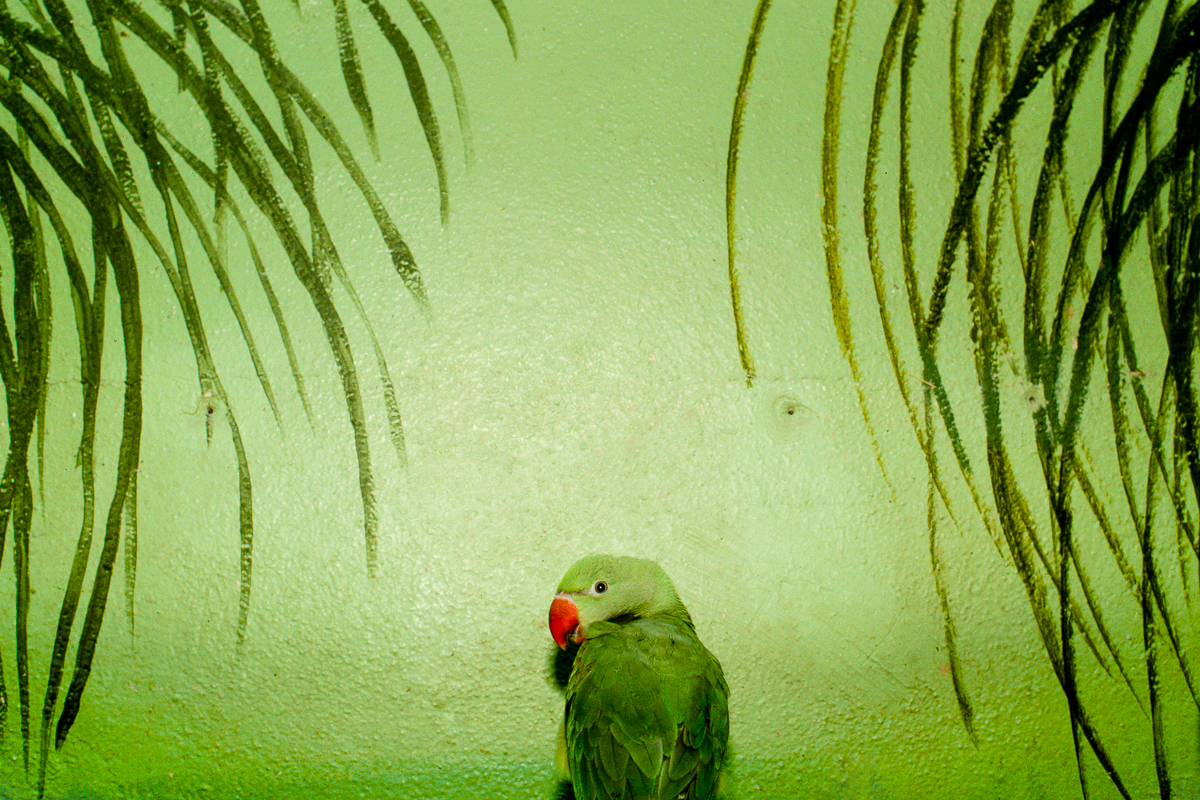 parrot.jpg