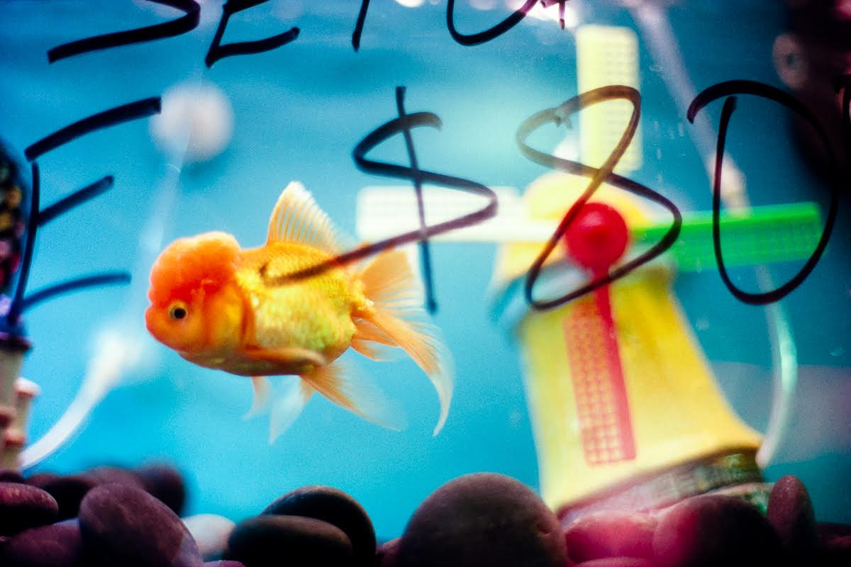goldfish.jpg