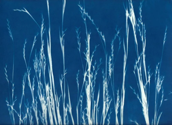 Little bluestem by Alexis Doshas