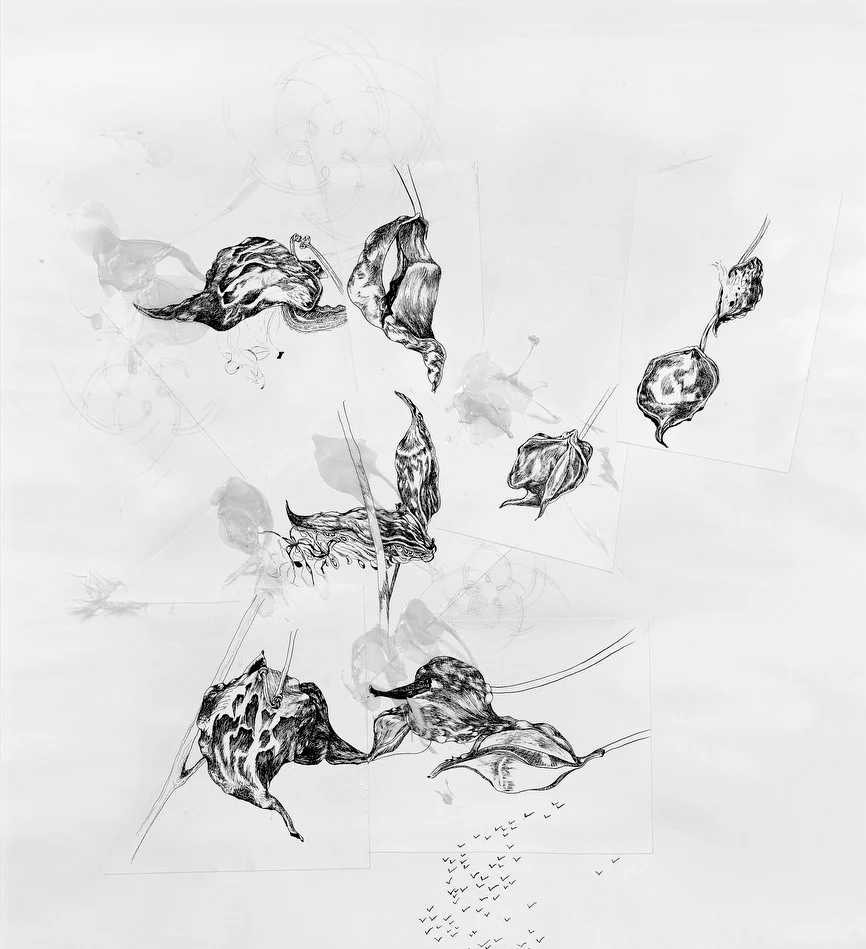 Wishing Life | MEGHAN RIGALI Pen and ink, pencil, gel medium, acrylic, and silk of the milkweed pod, 3 x 4 ft., 2005