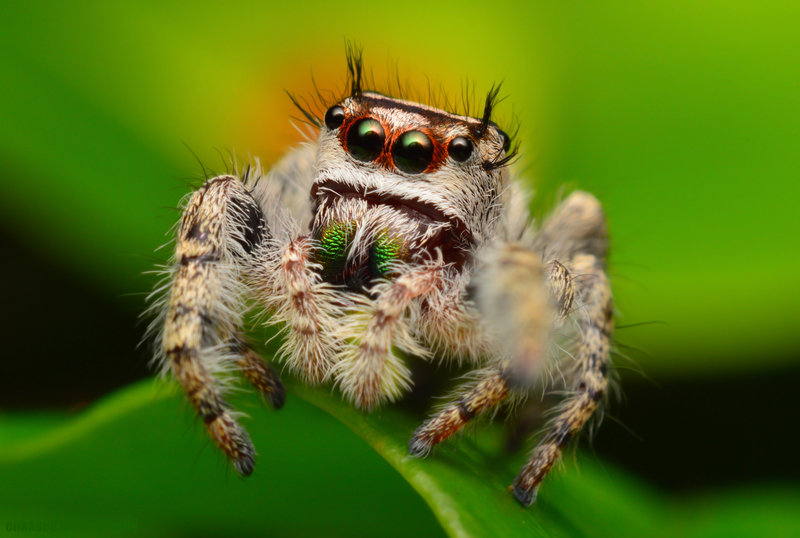 Female Phidippus otiosus
