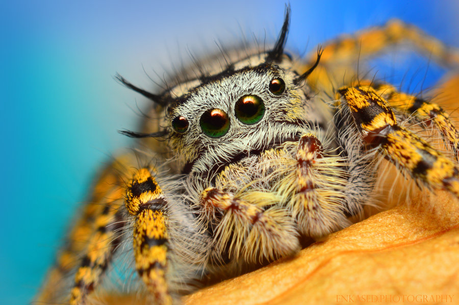 Female Phidippus mystaceus