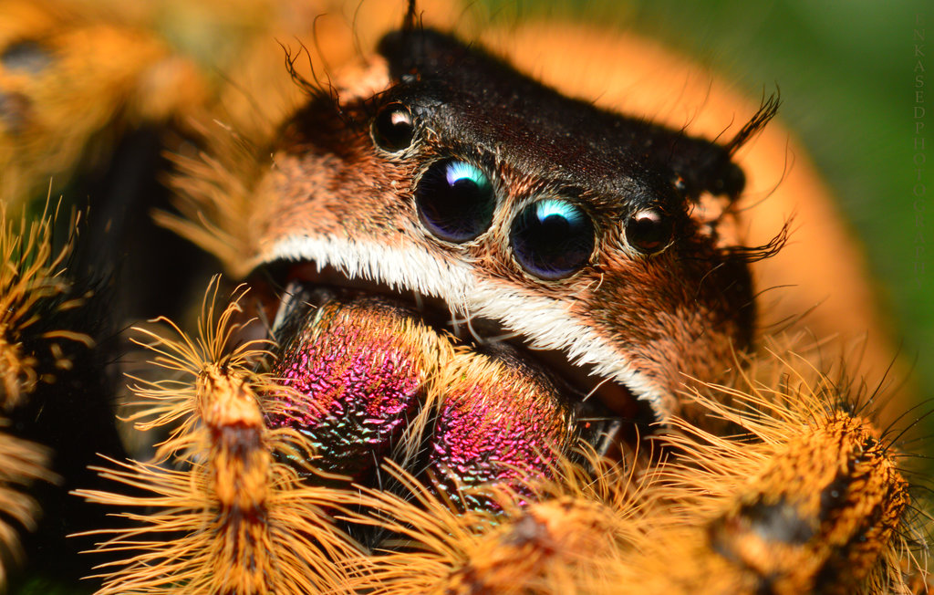 Female Phidippus otiosus/regius hybrid