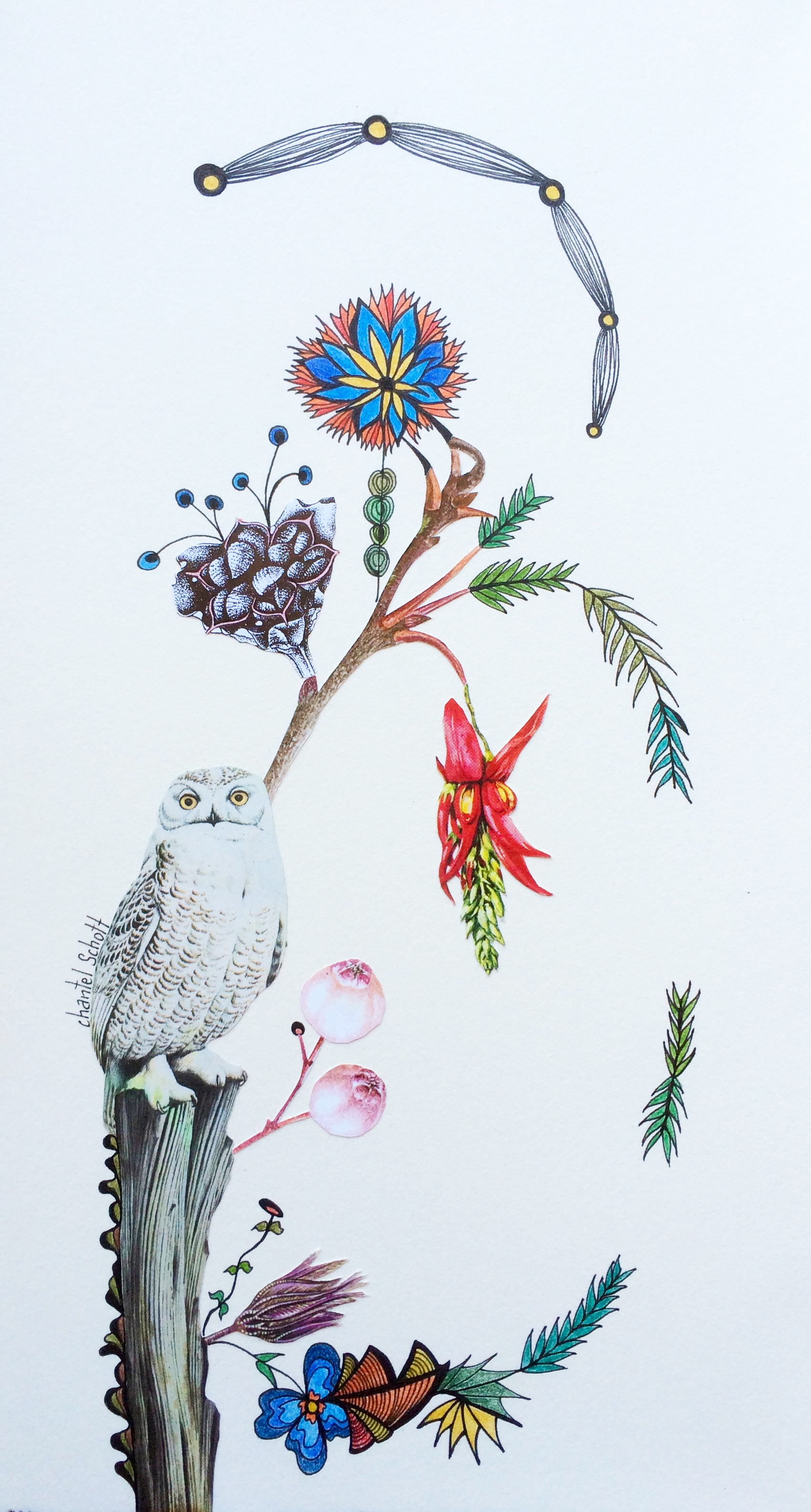 Enchanted Owl