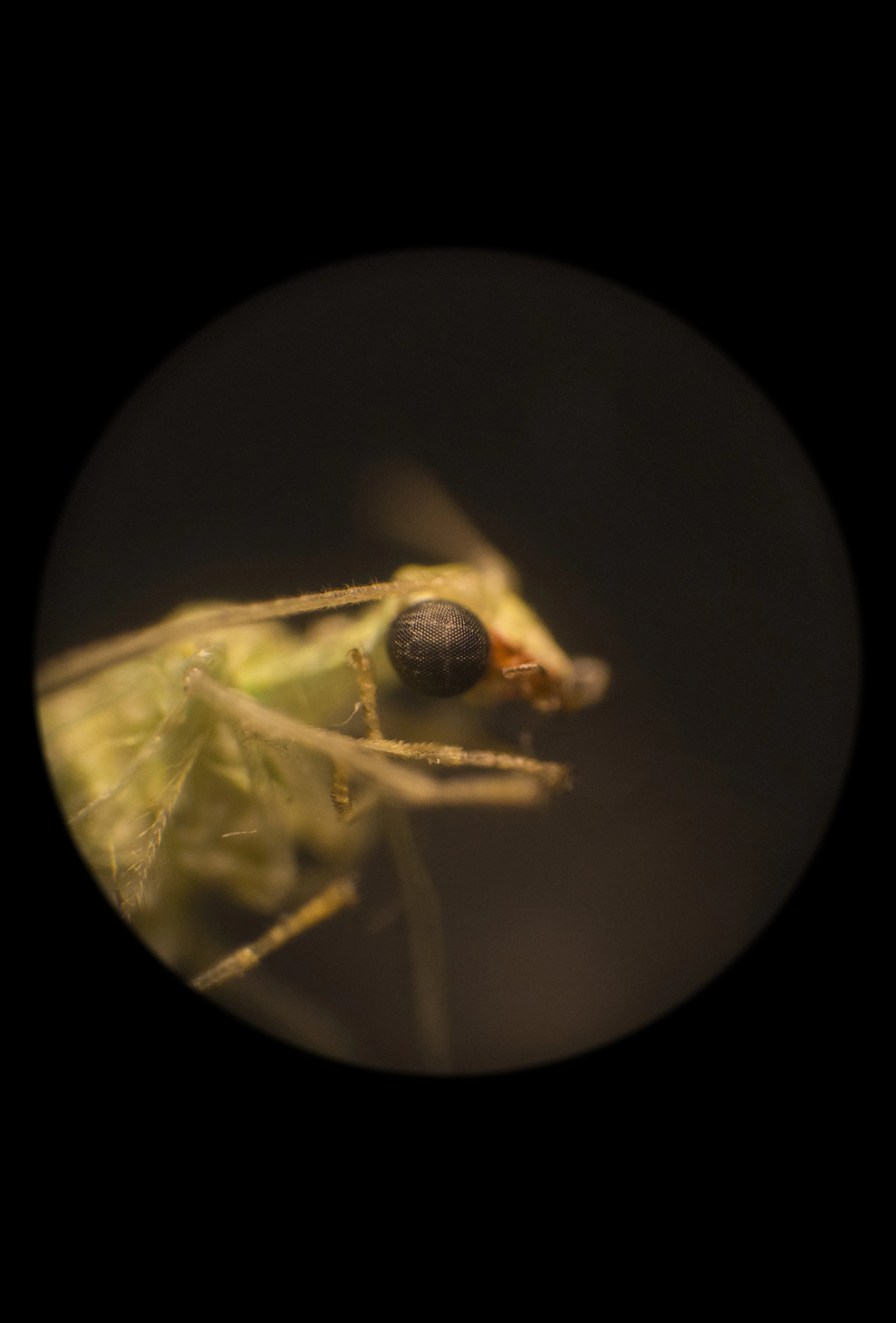 Portrait of a Lacewing