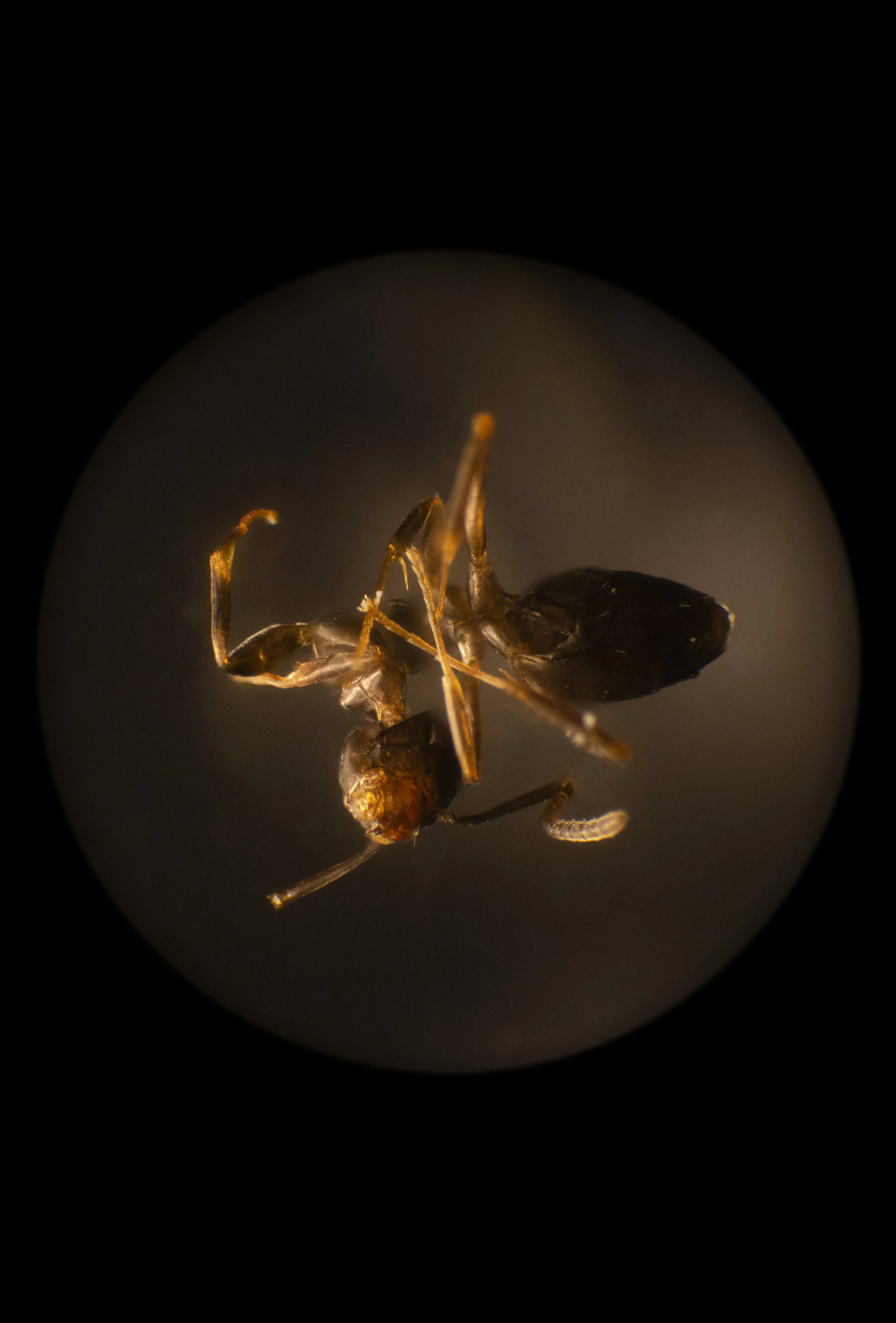 Formicidae