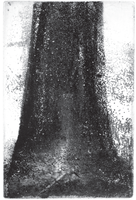 Tree Trunk II (Douglas Fir) Etching, 9 x 6 in., 2015