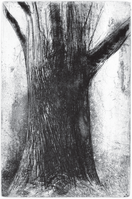 Tree Trunk III (Maple) Etching, 9 x 6 in., 2015