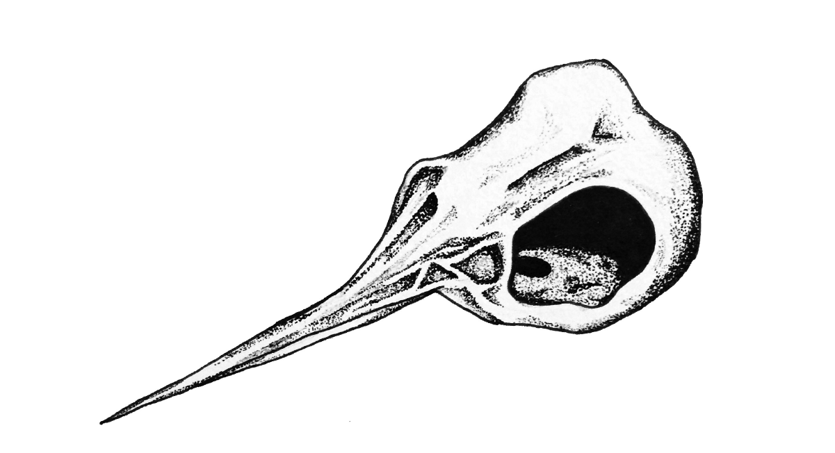 Hummingbird Skull | ALYSSA IRIZARRY Pen on paper, 6 x 6 in., 2016