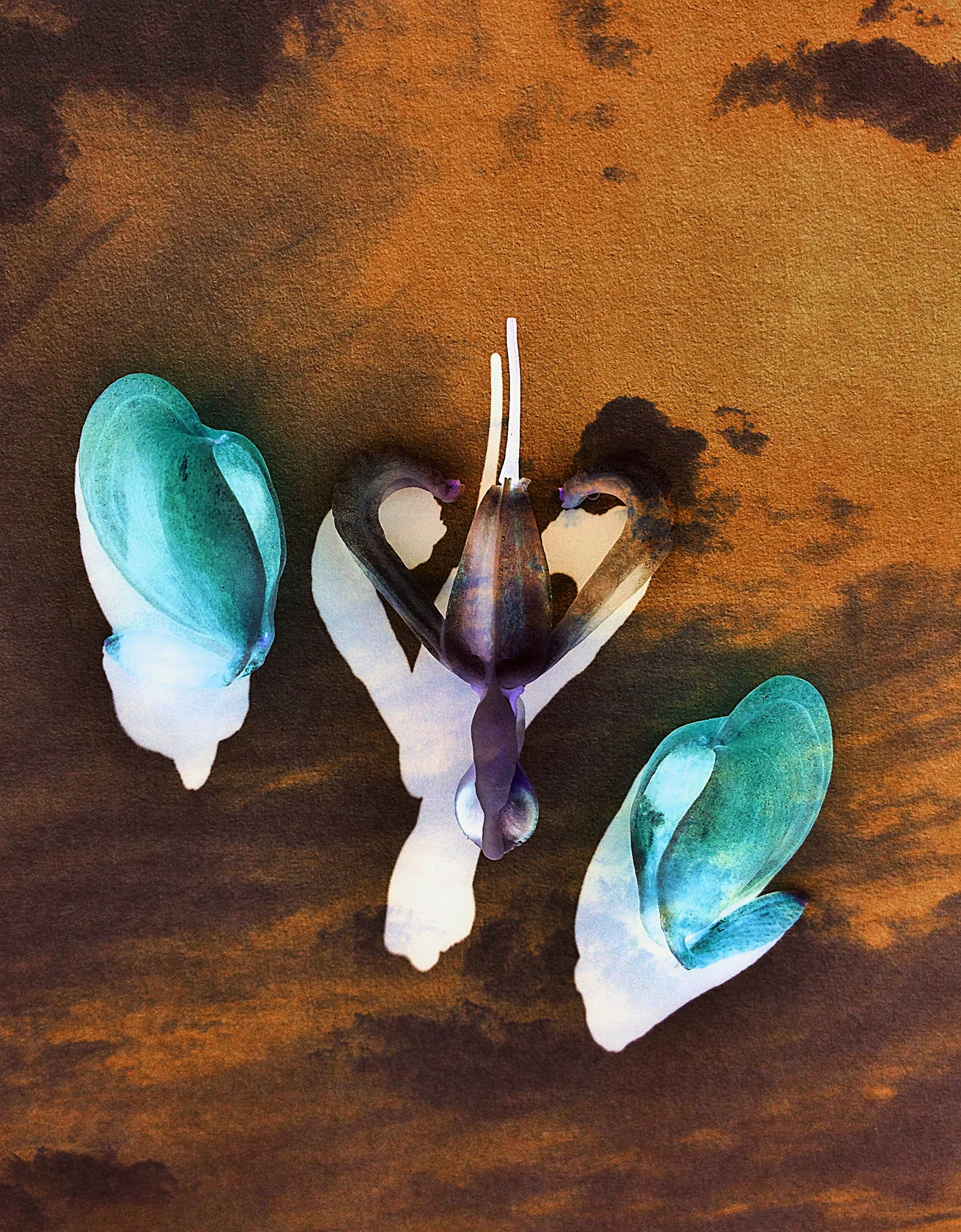 A Negative Heart, Foliis Negativa | KAREN BOISSONNEAULT-GAUTHIER Digital Photography, 2016