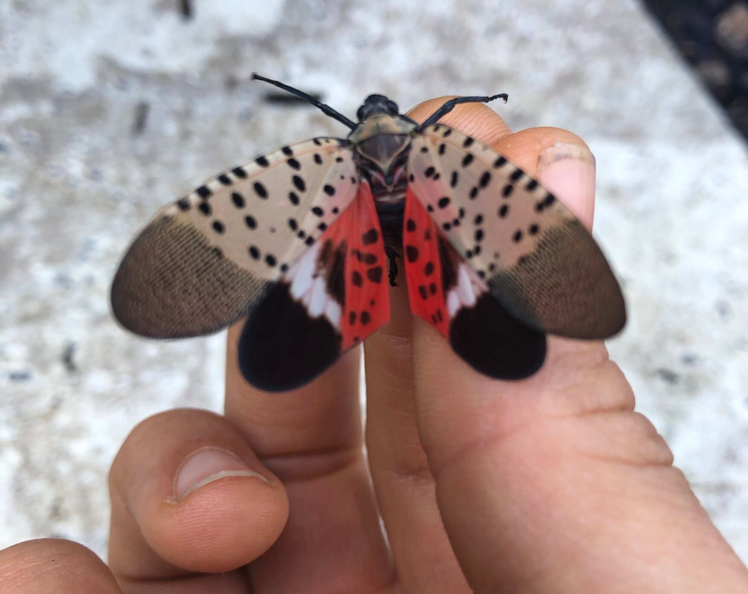 are spotted lanternflies bad