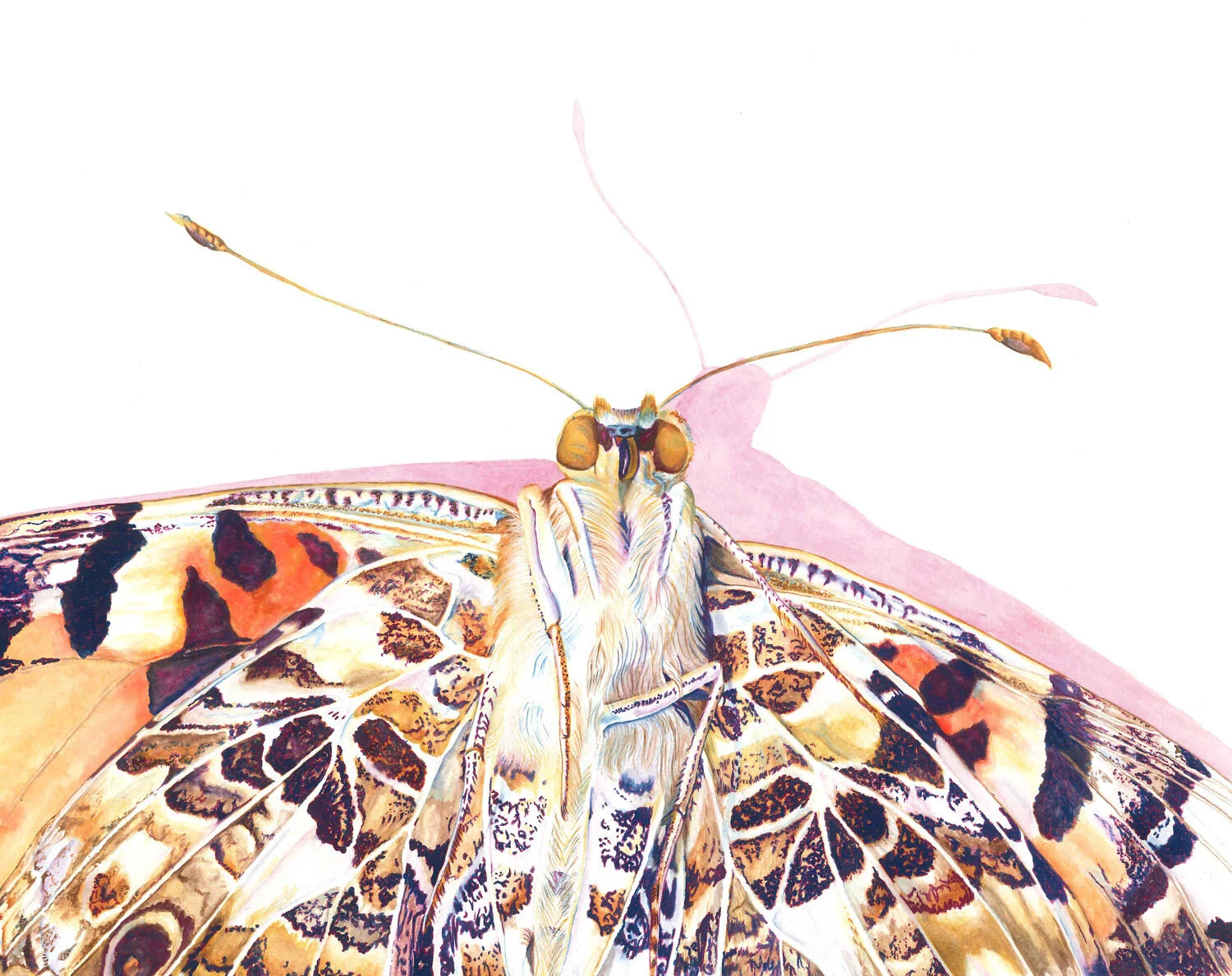 “Painted Lady (Vanessa cardui)” by Brandi Malarkey