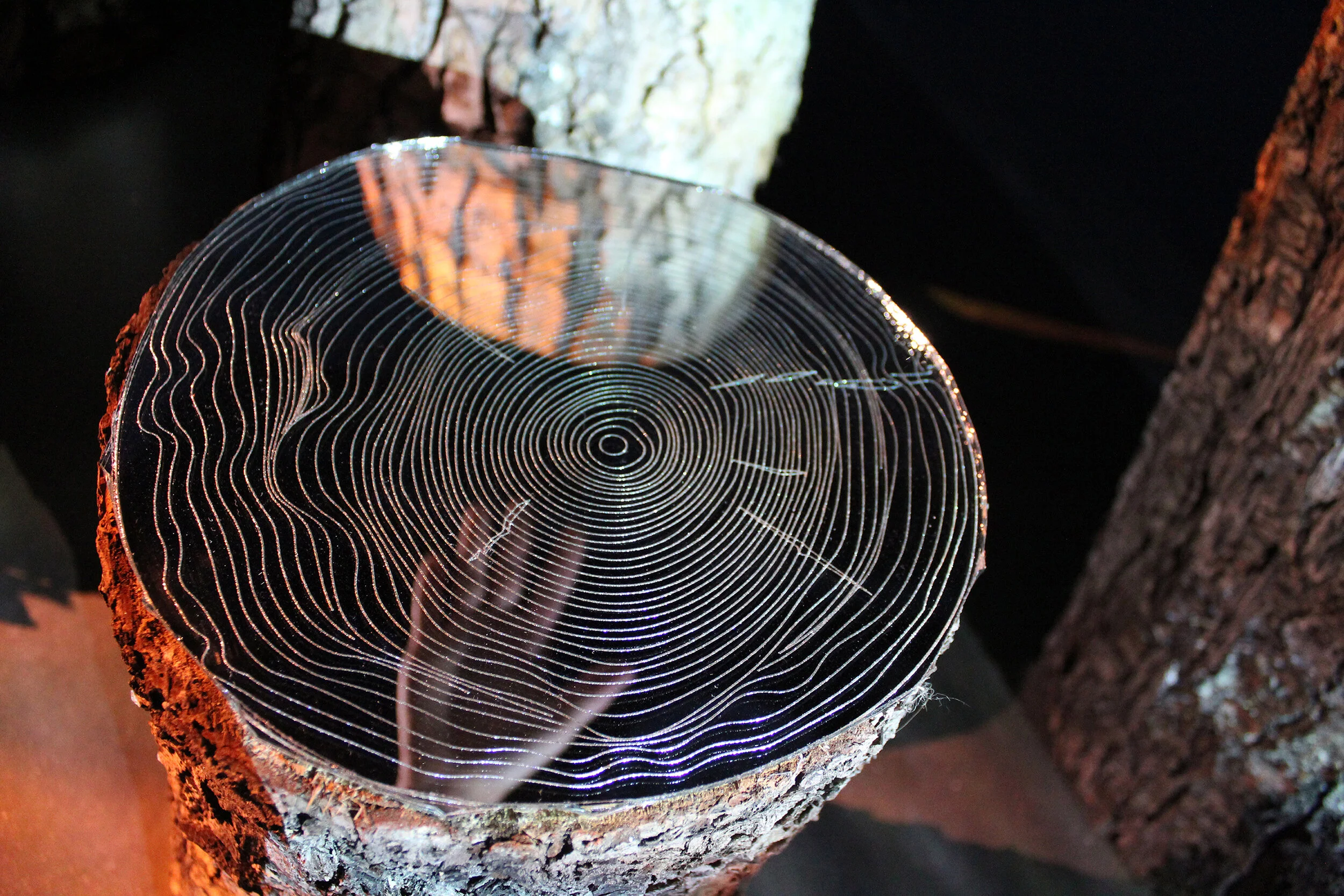 Reflections on the Future Tree stumps, etched mirrors, projection, Scale Variable, 2020 This work was created as a response to the two largest fires in Boulder County’s history, burning in the fall of 2020. The reflections of tree rings collapse temporal space and express time alternatively to human measurements. Tree rings are catalogues of an area’s climate; through them we can decipher records of growth, wet and dry seasons, and the age of the tree. A burn scar signifies a forest fire the tree survived. Visitors are positioned within the installation; their bodies will be reflected along with the trees, embedded in the problem.