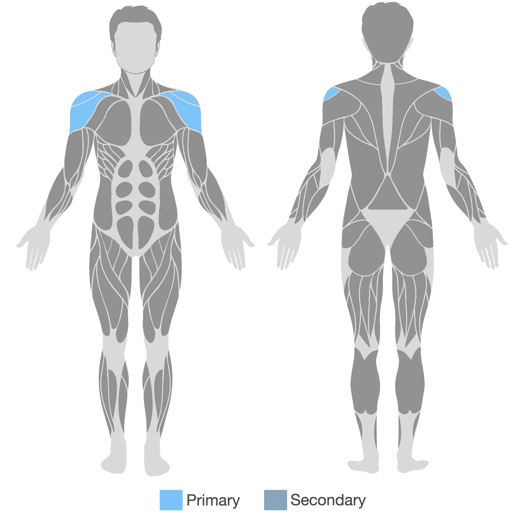 Lateral Deltoid.jpg
