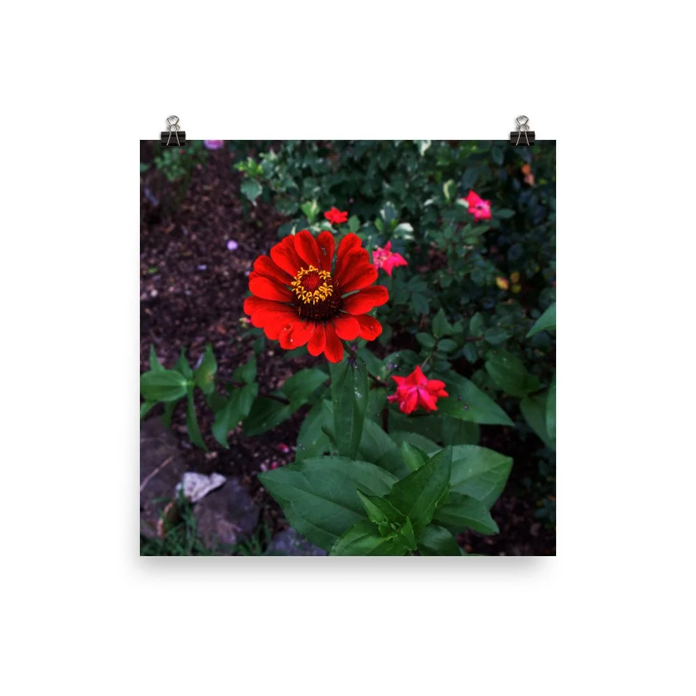premium-luster-photo-paper-poster-(in)-14x14-transparent-67a419c19fac1.jpg