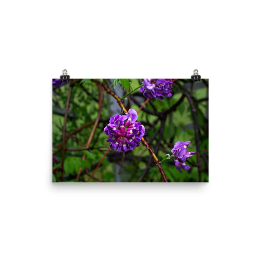 premium-luster-photo-paper-poster-(in)-12x18-transparent-67a41ad8af4da.jpg