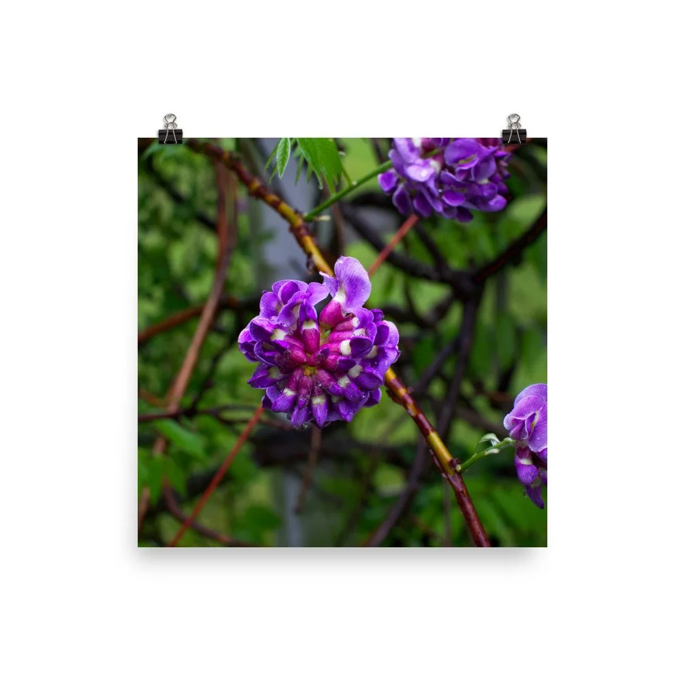 premium-luster-photo-paper-poster-(in)-14x14-transparent-67a41ad8af60e.jpg