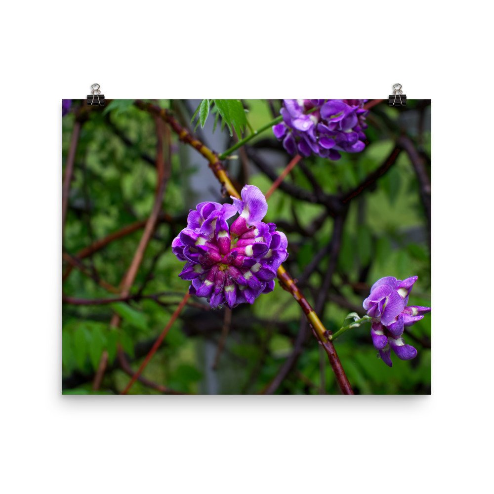 premium-luster-photo-paper-poster-(in)-16x20-transparent-67a41ad8af86d.jpg