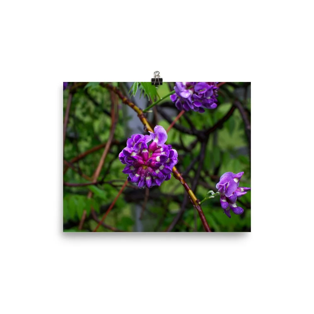 premium-luster-photo-paper-poster-(in)-8x10-transparent-67a41ad8af99f.jpg