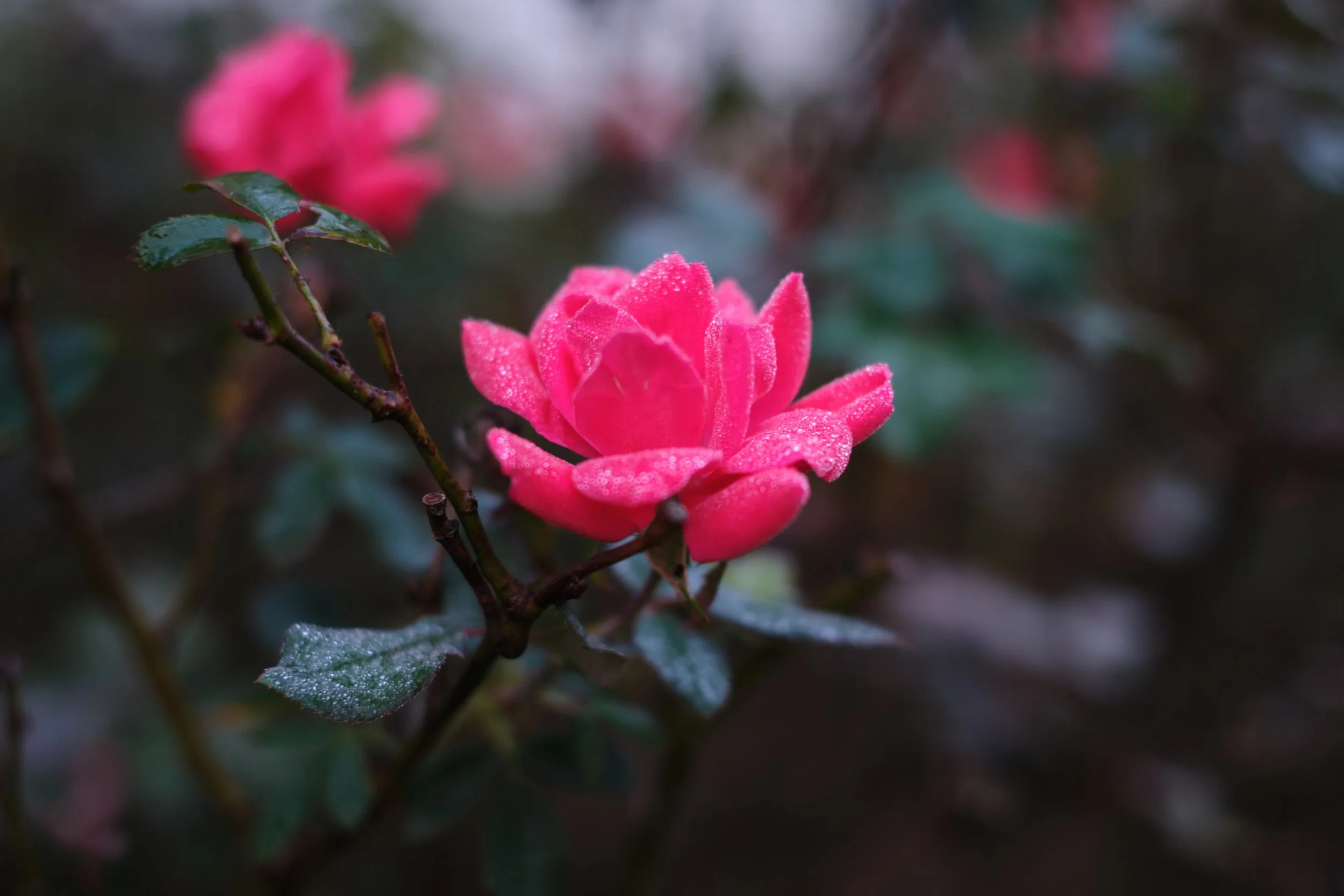 EmptyName 6 copy.jpeg