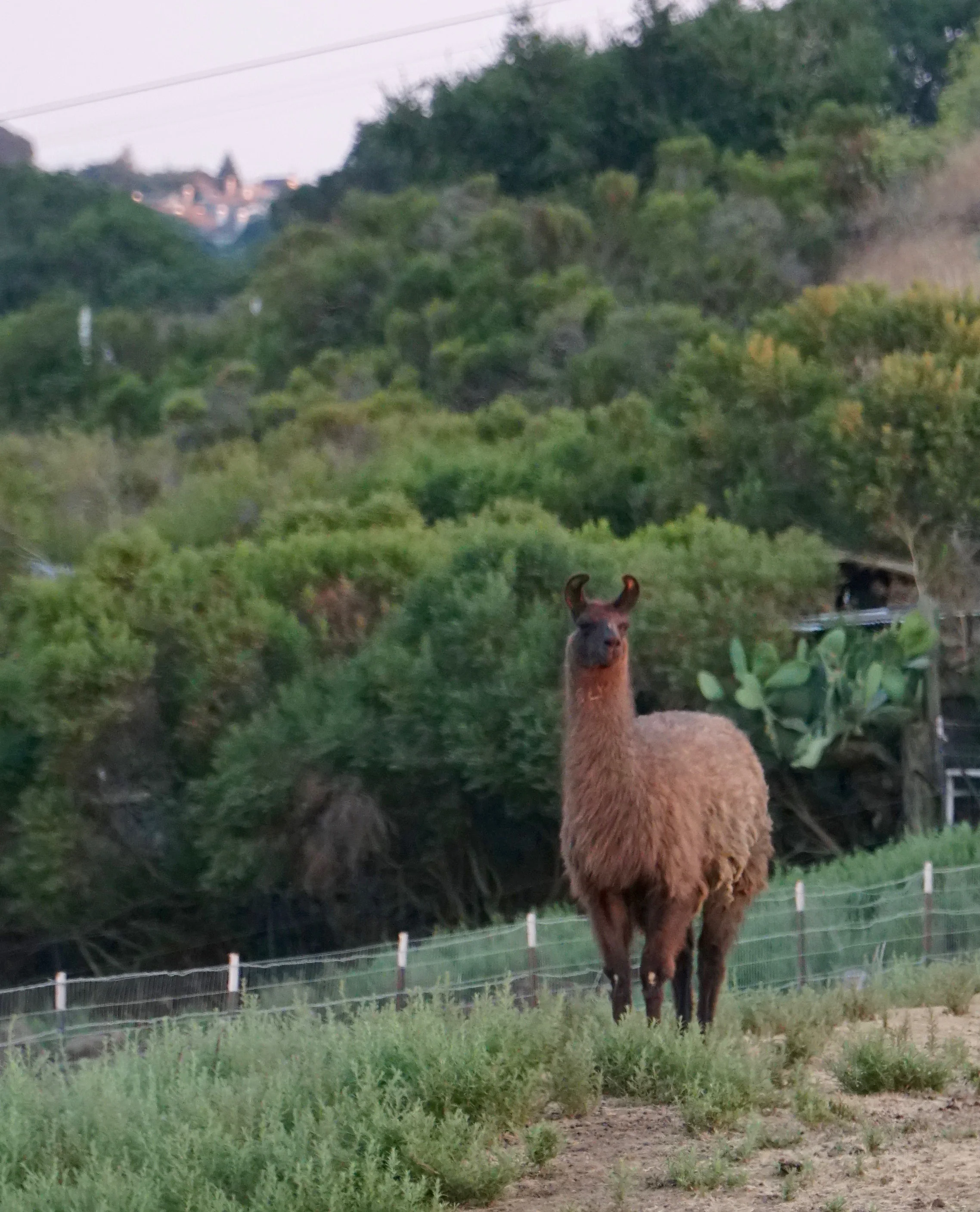 Llama looking at you