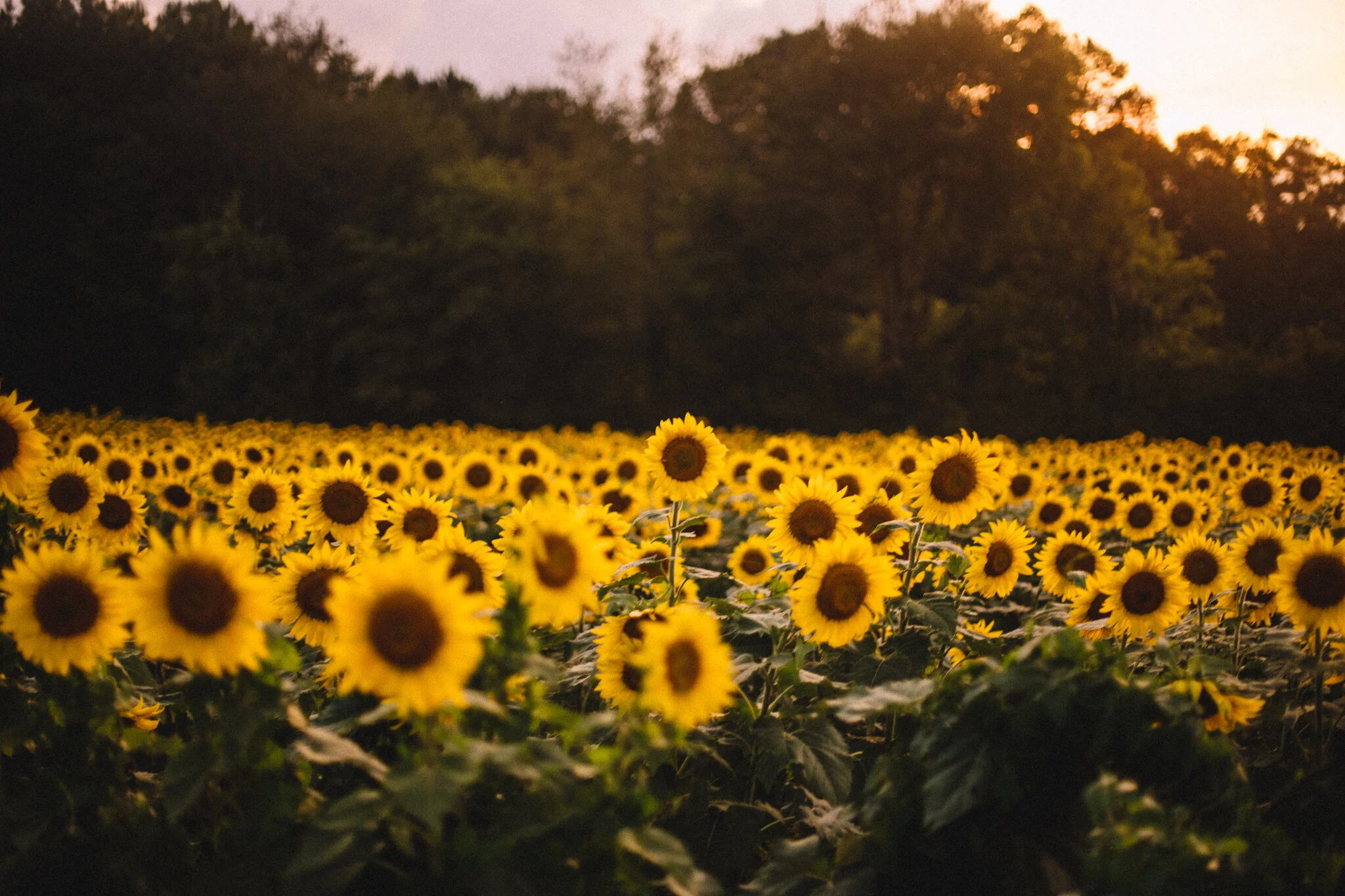 Ocoee Sunflower Fields