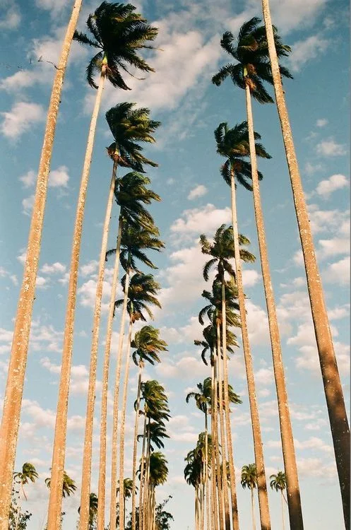 LA Palm Trees.jpg