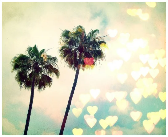 palm-trees-la-vaca.jpg