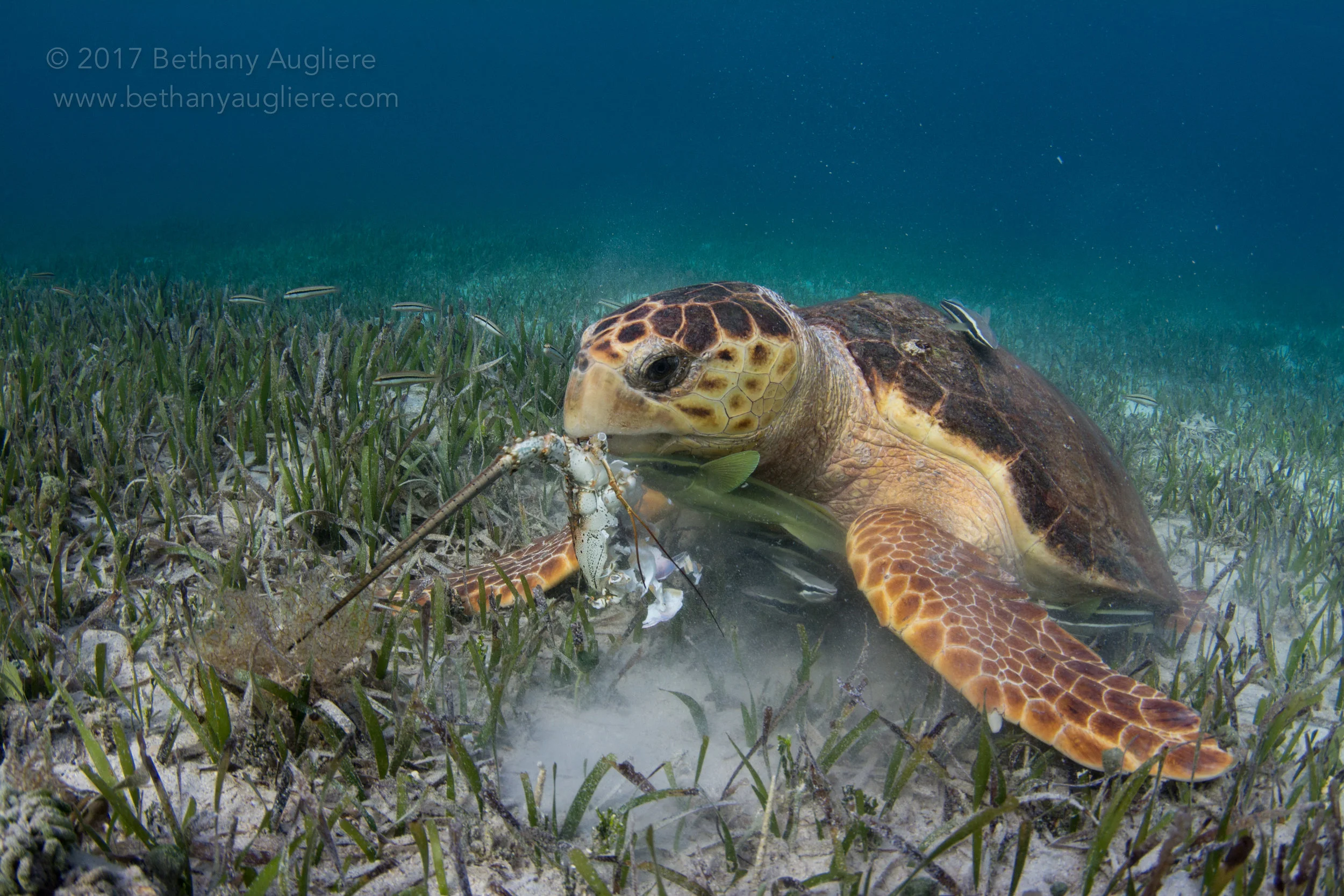 Loggerhead 