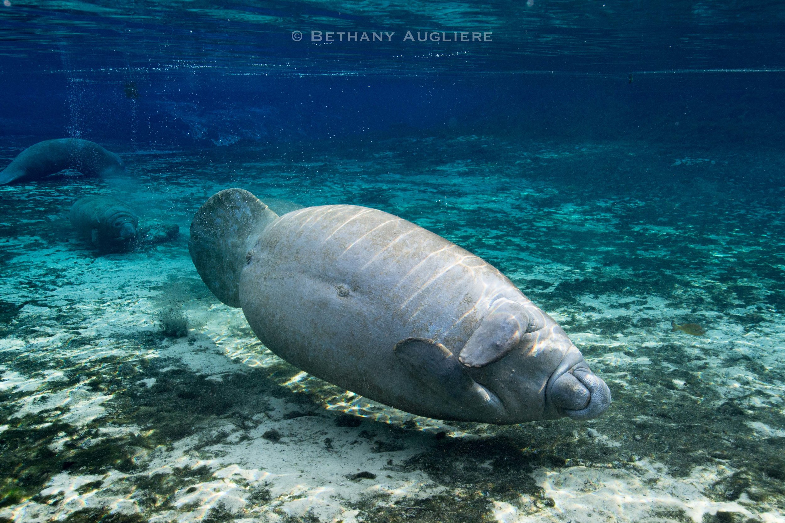 Manatee_belly.jpg