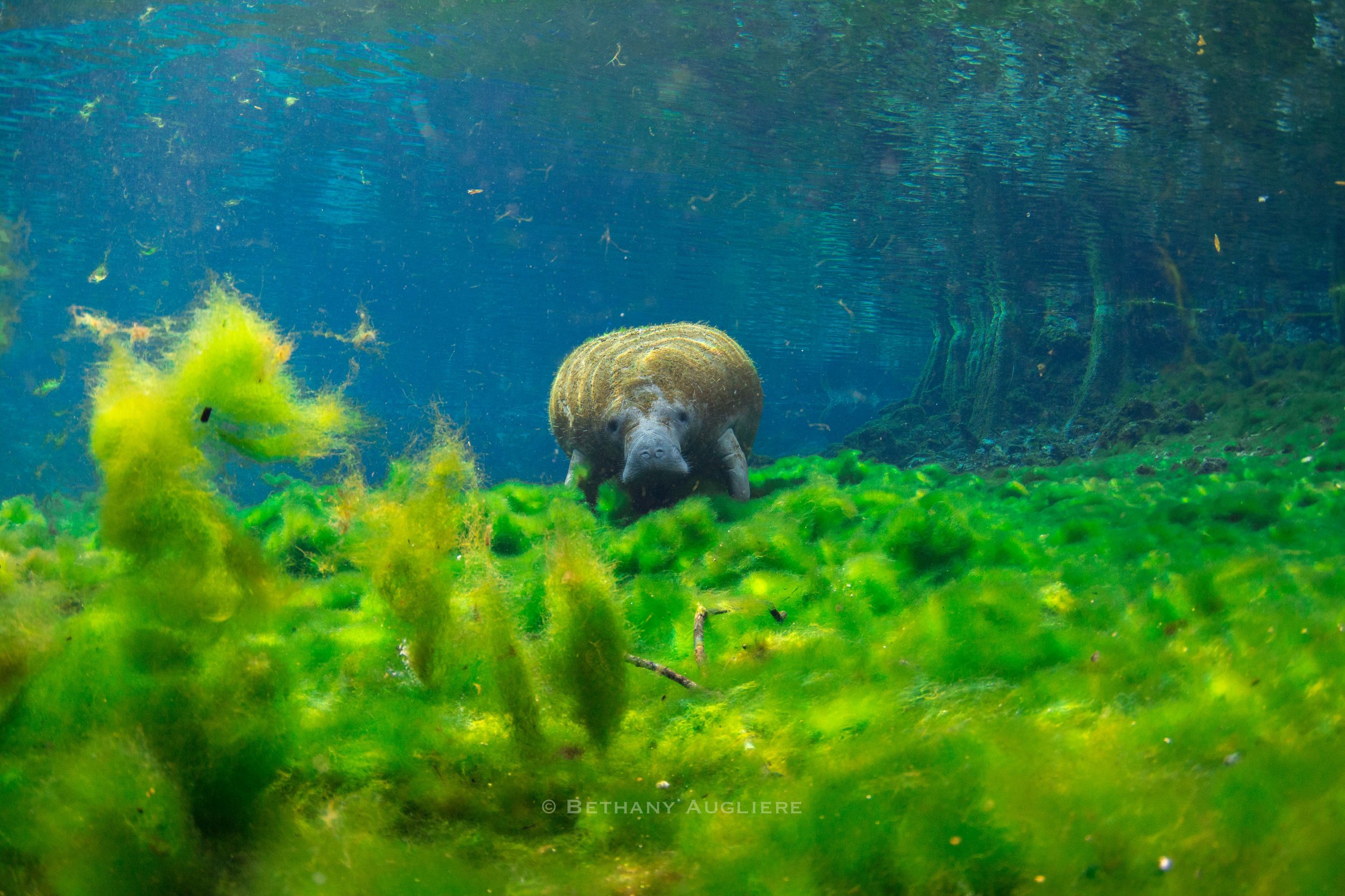 Manatee_InvasiveAlgae.jpg