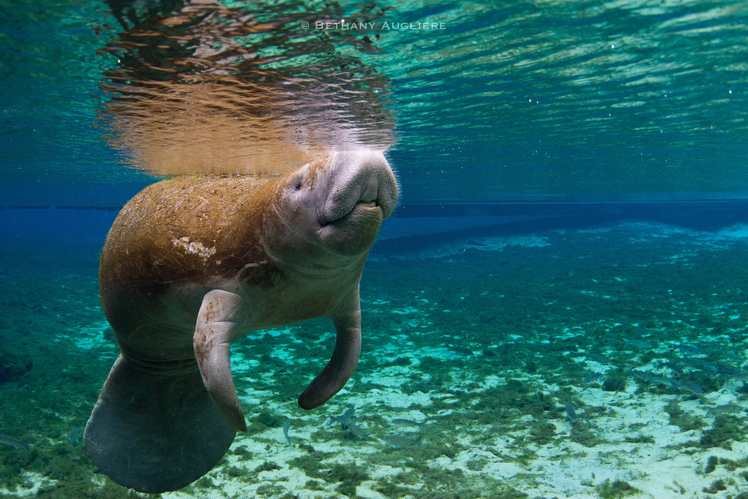 manatee.jpg