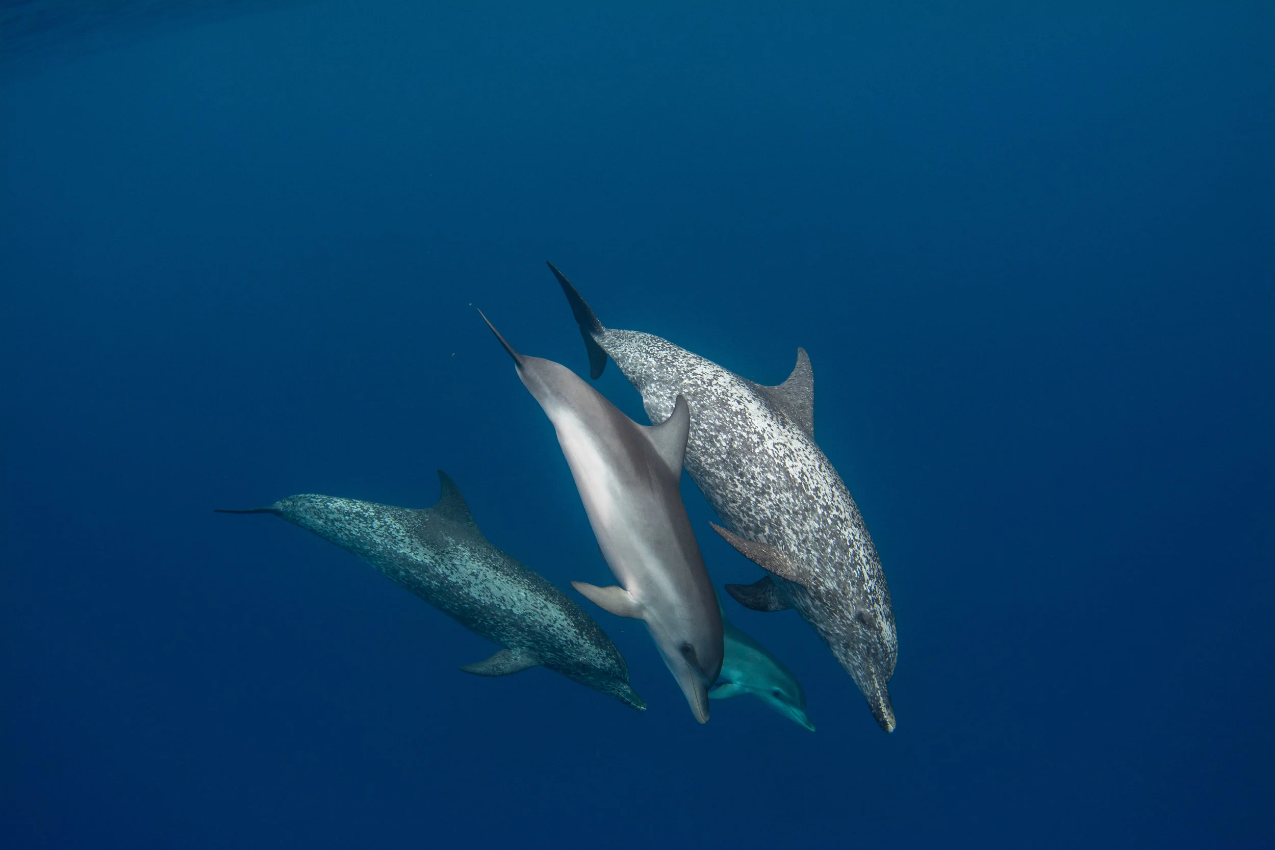 Love whales, otters and seals? The major US law protecting them is under attack. Oceana, May 4 2018