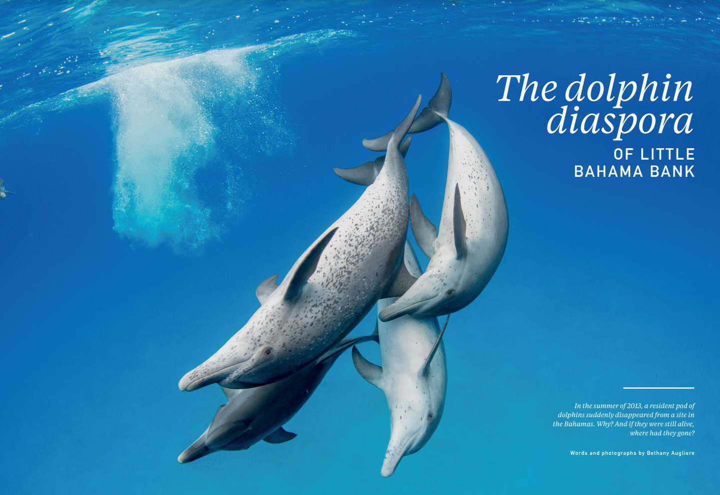 dolphindiaspora.png