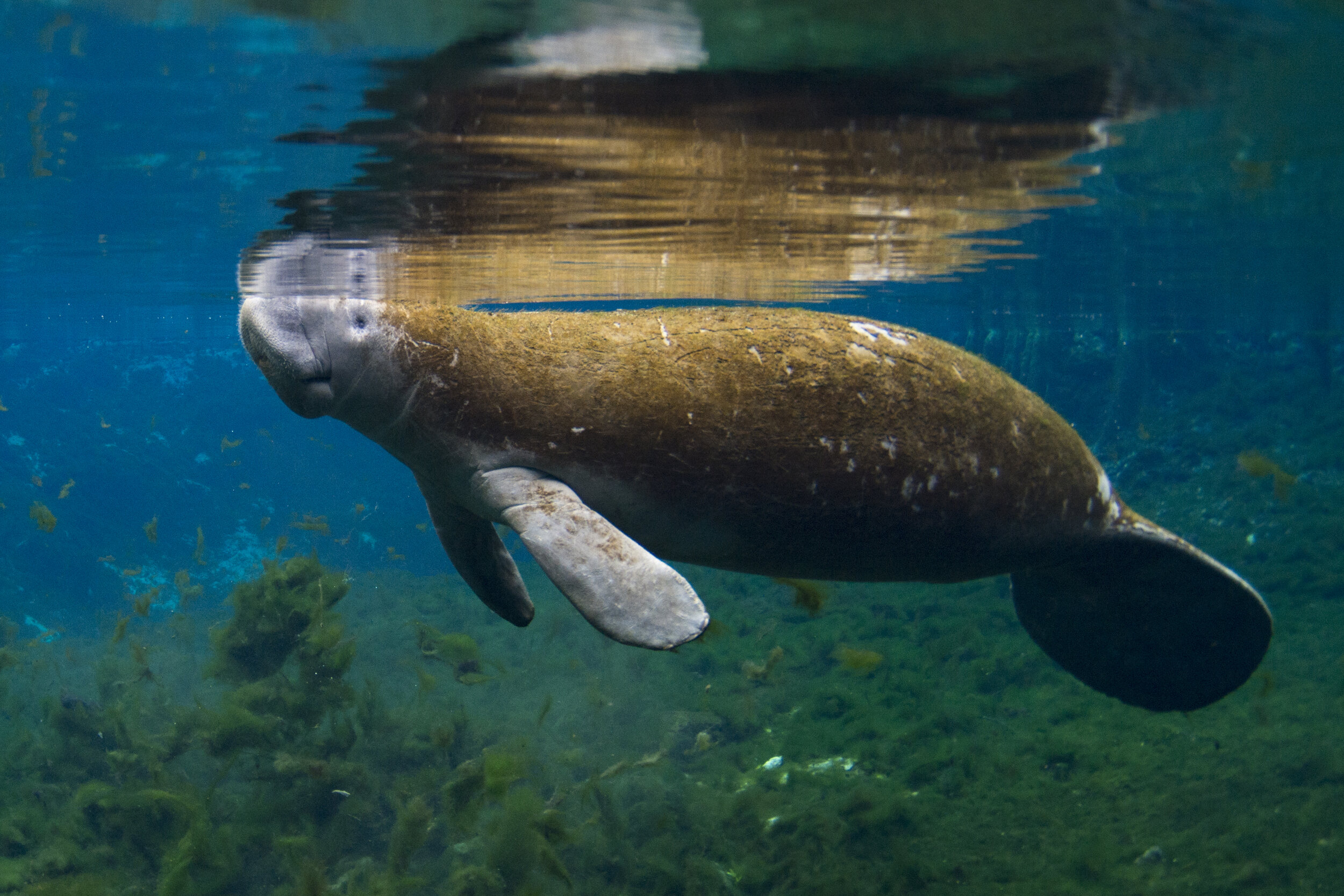 manatee.jpg