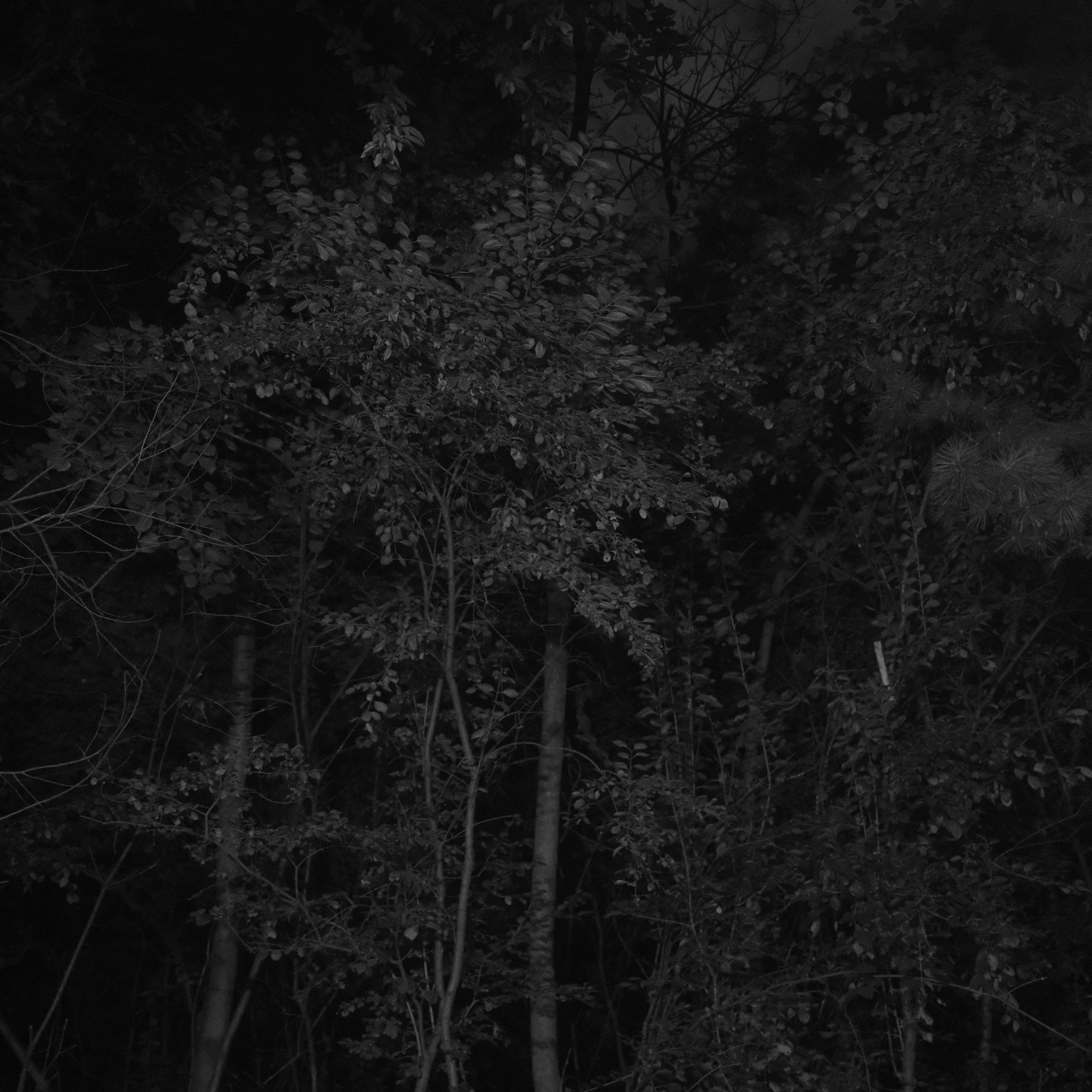 DSCF1338.jpg
