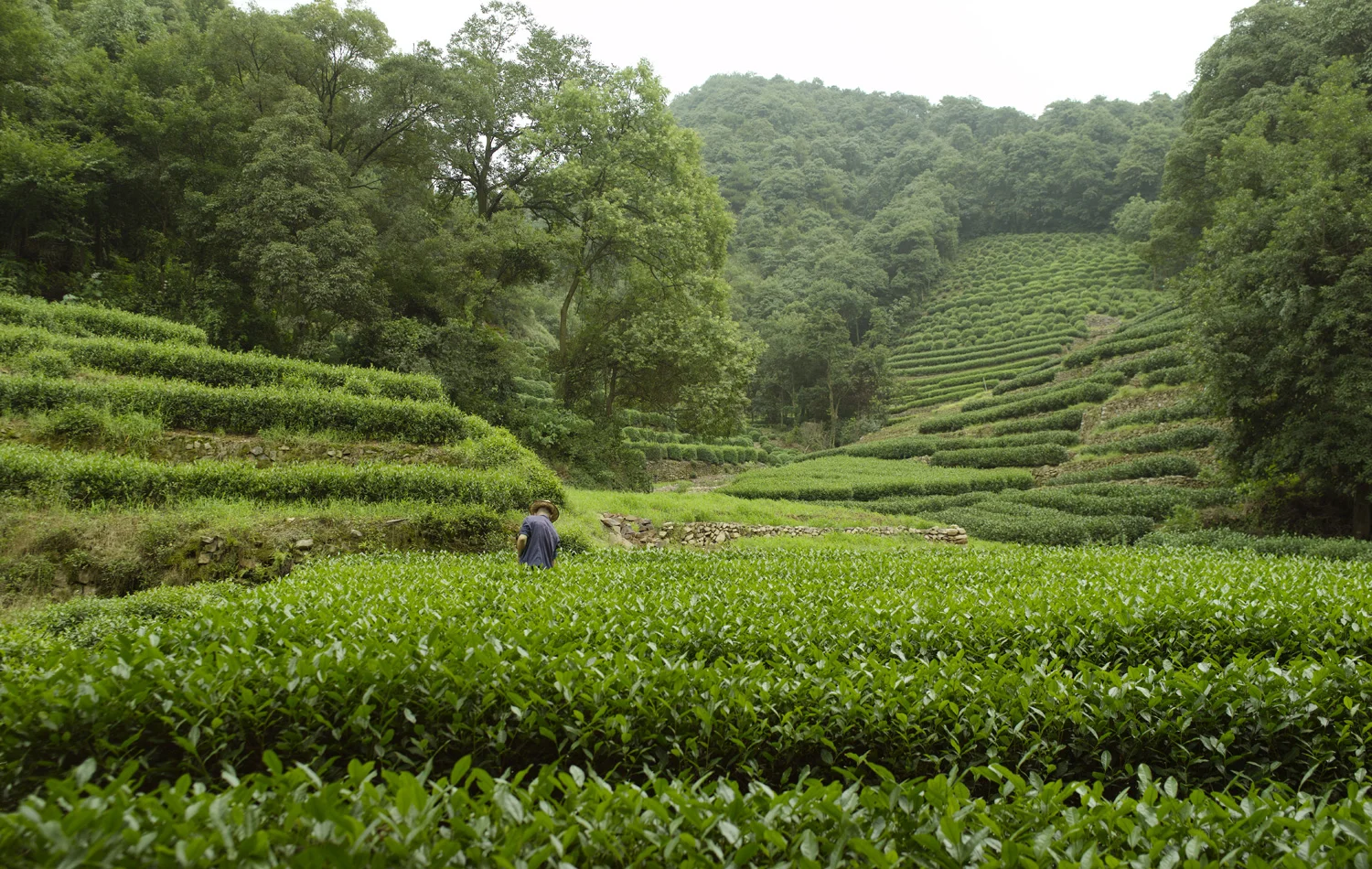 Tea fields and forests surround the resort. Photography from Amanresorts.