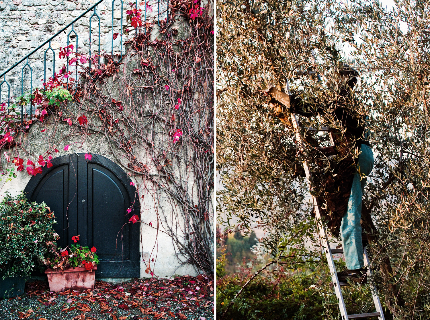 LEFT  The villa is a lovely place to hunker down in autumn.  RIGHT  Olive pickers at work on the grounds of Villa il Poggiale.
