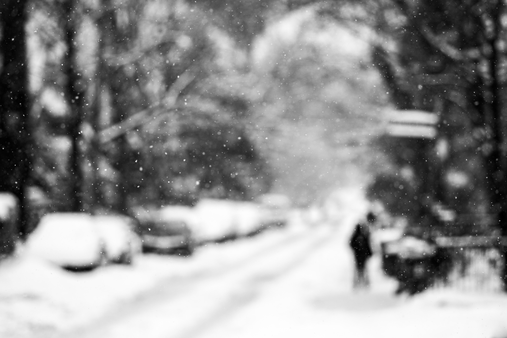 hovering-snow-focus_cabbagetown_01.jpg